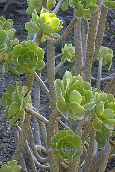 aeonium balsamiferum 2 graphic